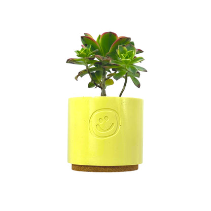 Aeonium Kiwi