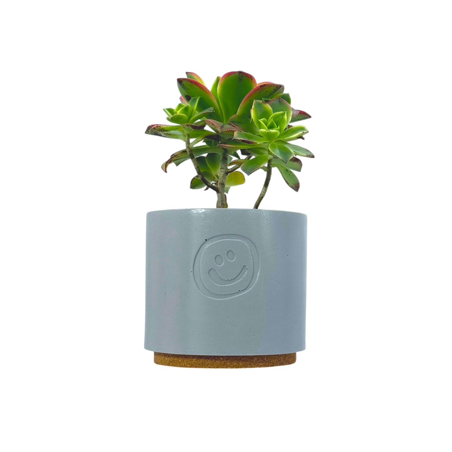 Aeonium Kiwi