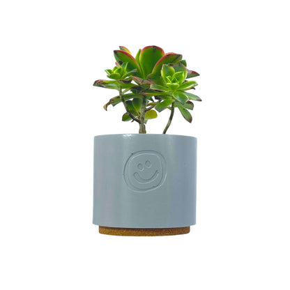 Aeonium Kiwi