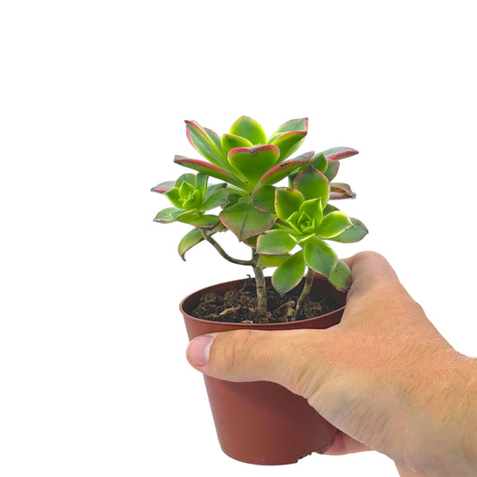 Aeonium Kiwi