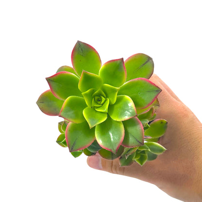 Aeonium Kiwi