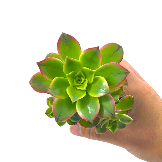Aeonium Kiwi