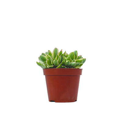 Crassula Money Maker