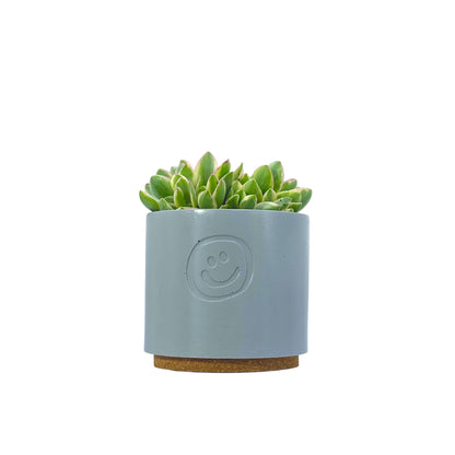 Crassula Money Maker