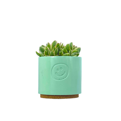 Crassula Money Maker