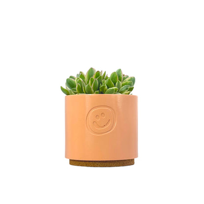 Crassula Money Maker