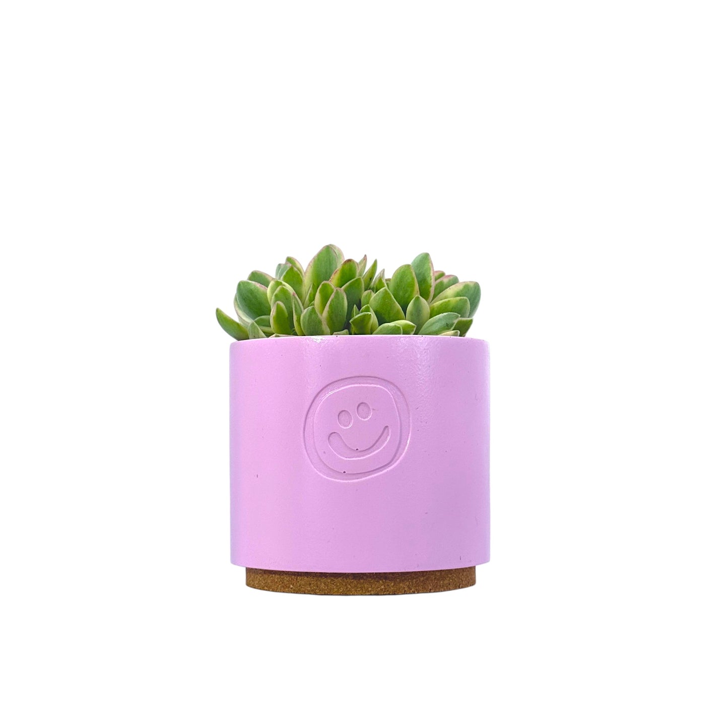 Crassula Money Maker