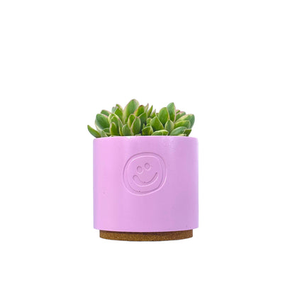 Crassula Money Maker