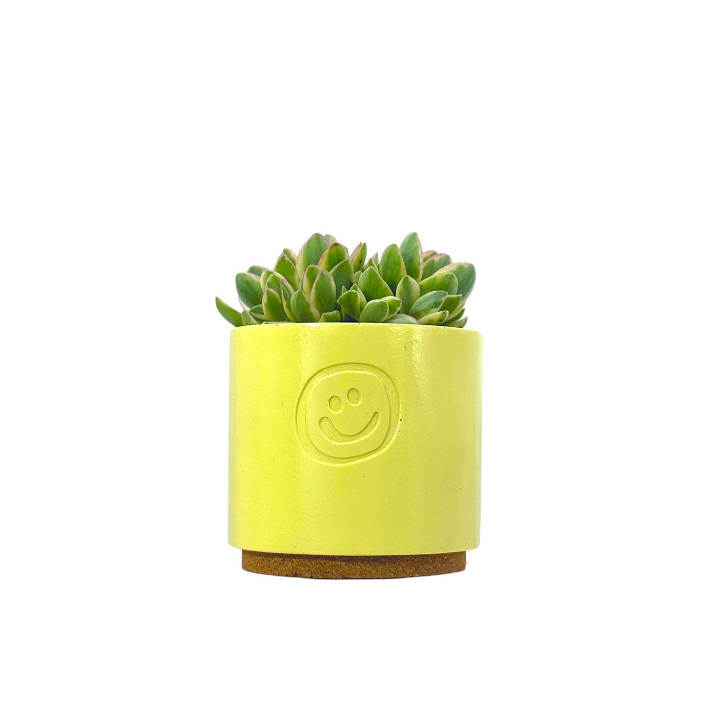 Crassula Money Maker