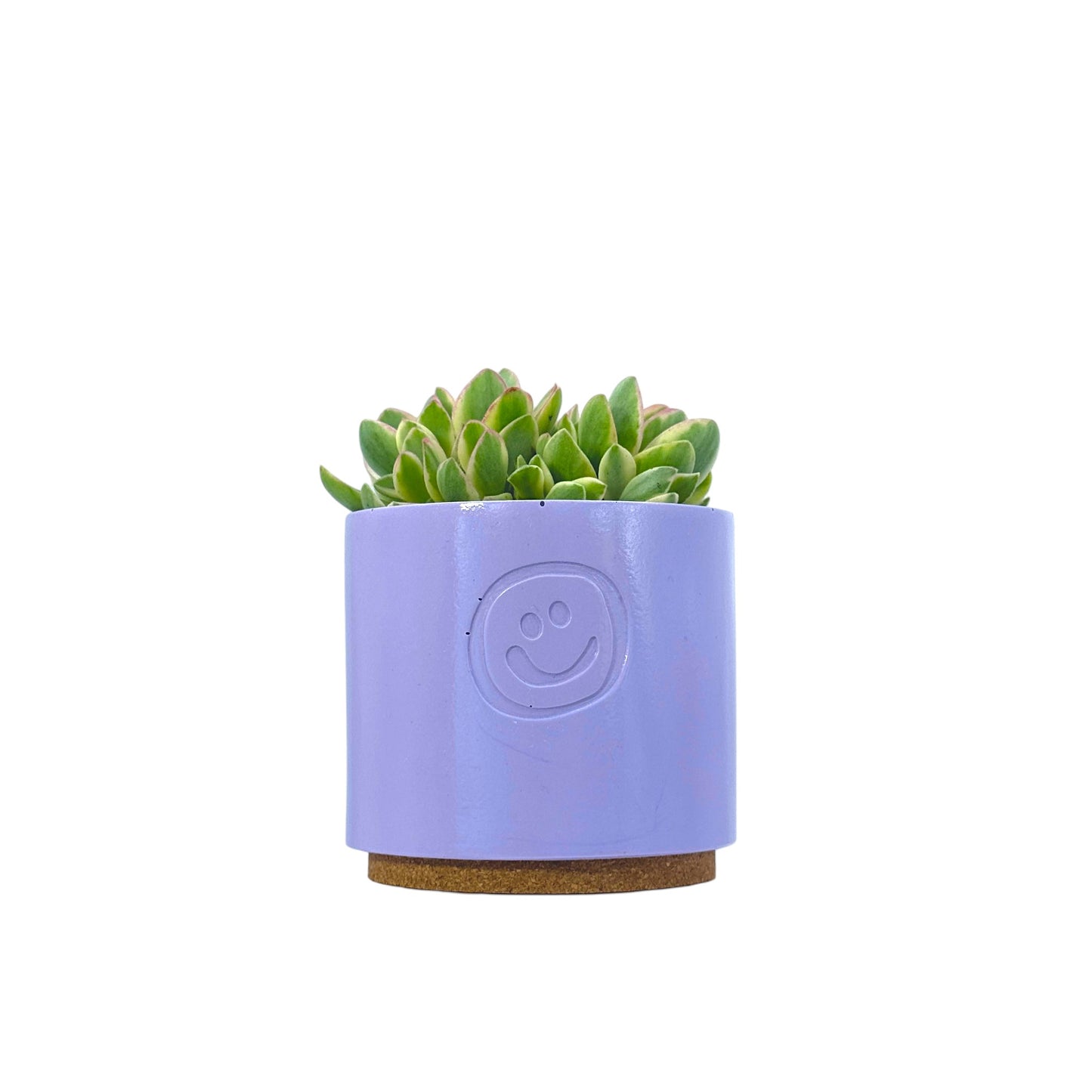 Crassula Money Maker