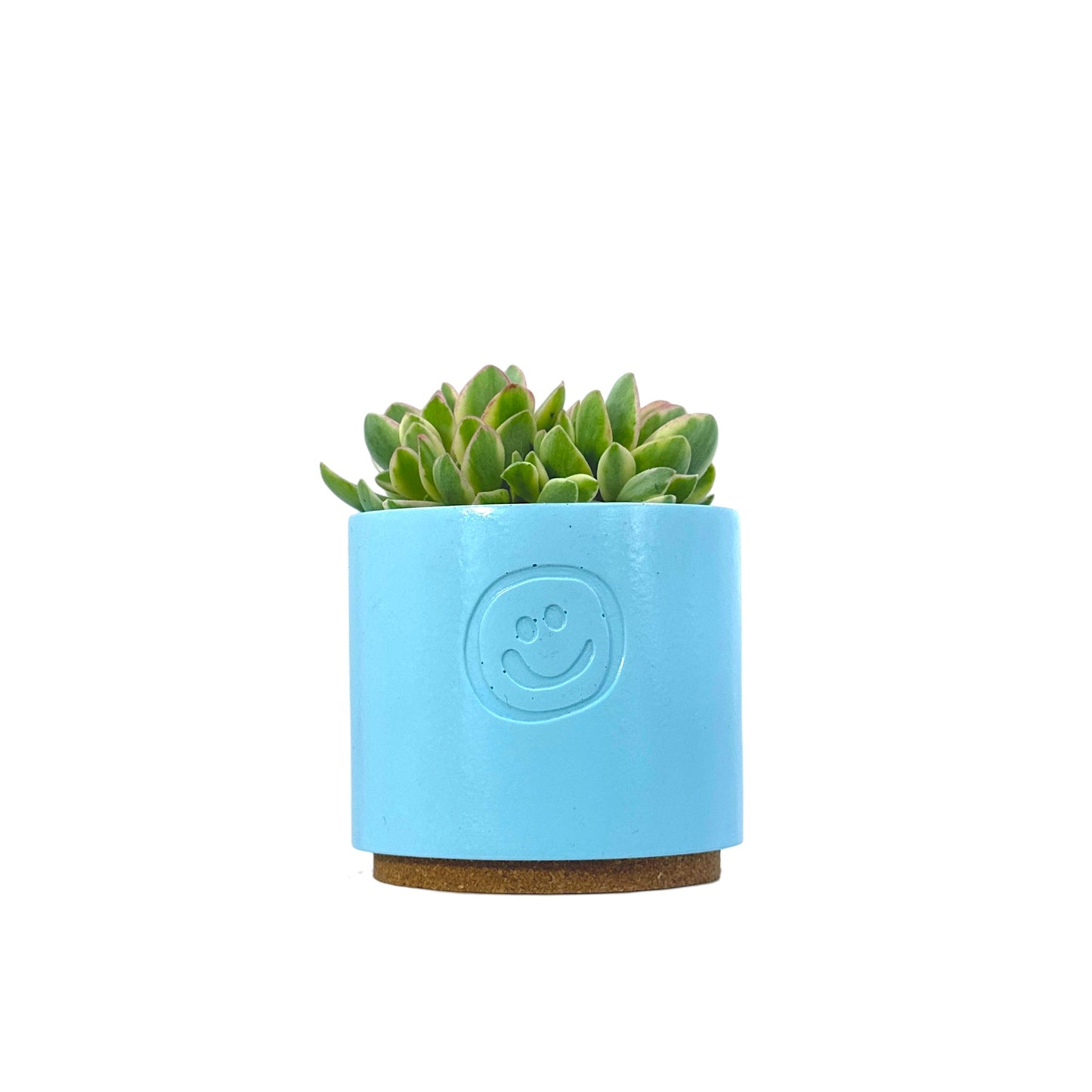 Crassula Money Maker