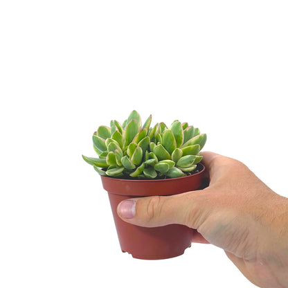 Crassula Money Maker