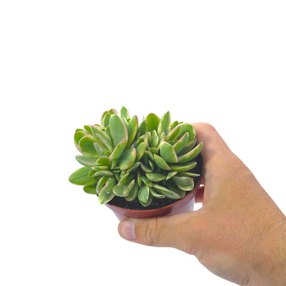Crassula Money Maker