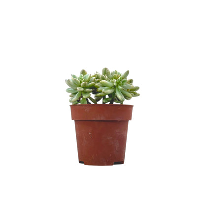 Sedum aurora