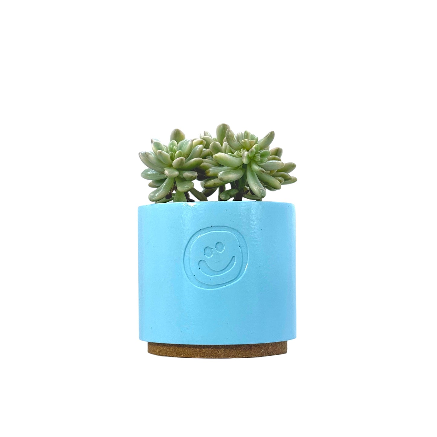 Sedum aurora