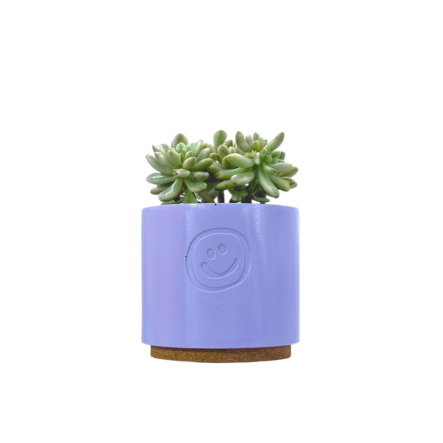 Sedum aurora