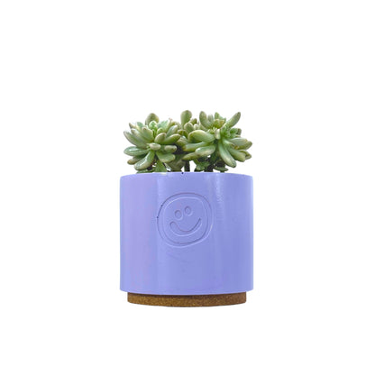 Sedum aurora