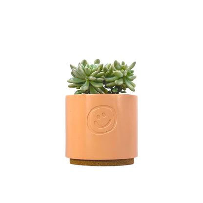 Sedum aurora