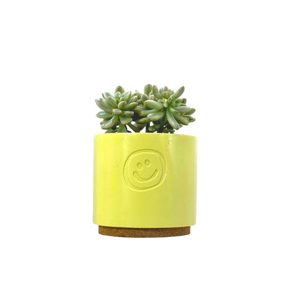 Sedum aurora