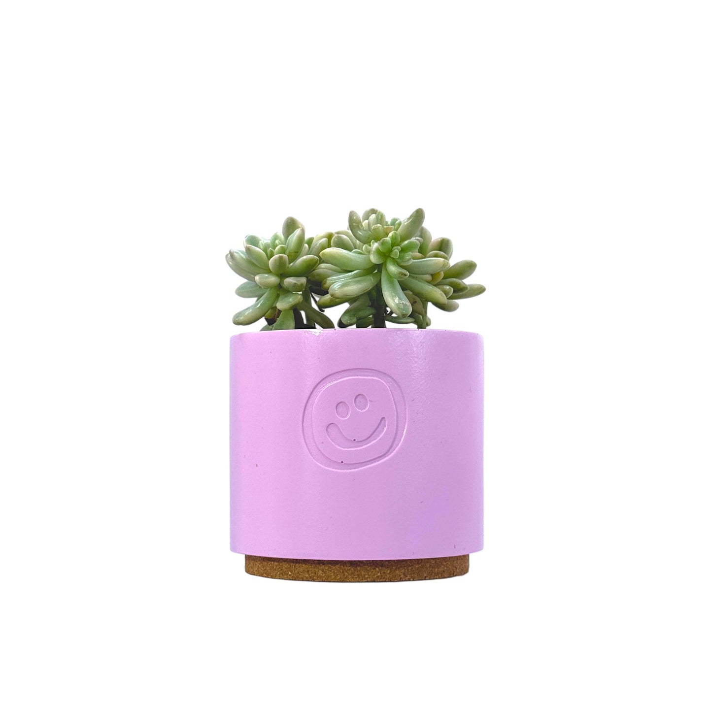 Sedum aurora