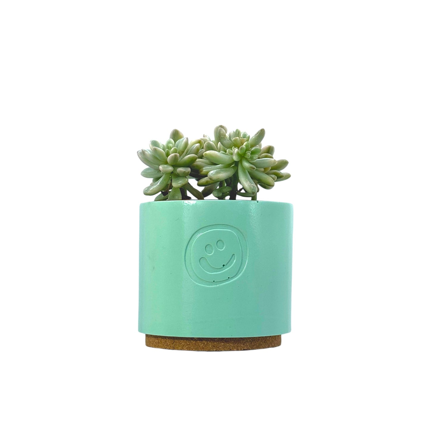 Sedum aurora