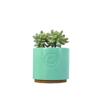 Sedum aurora