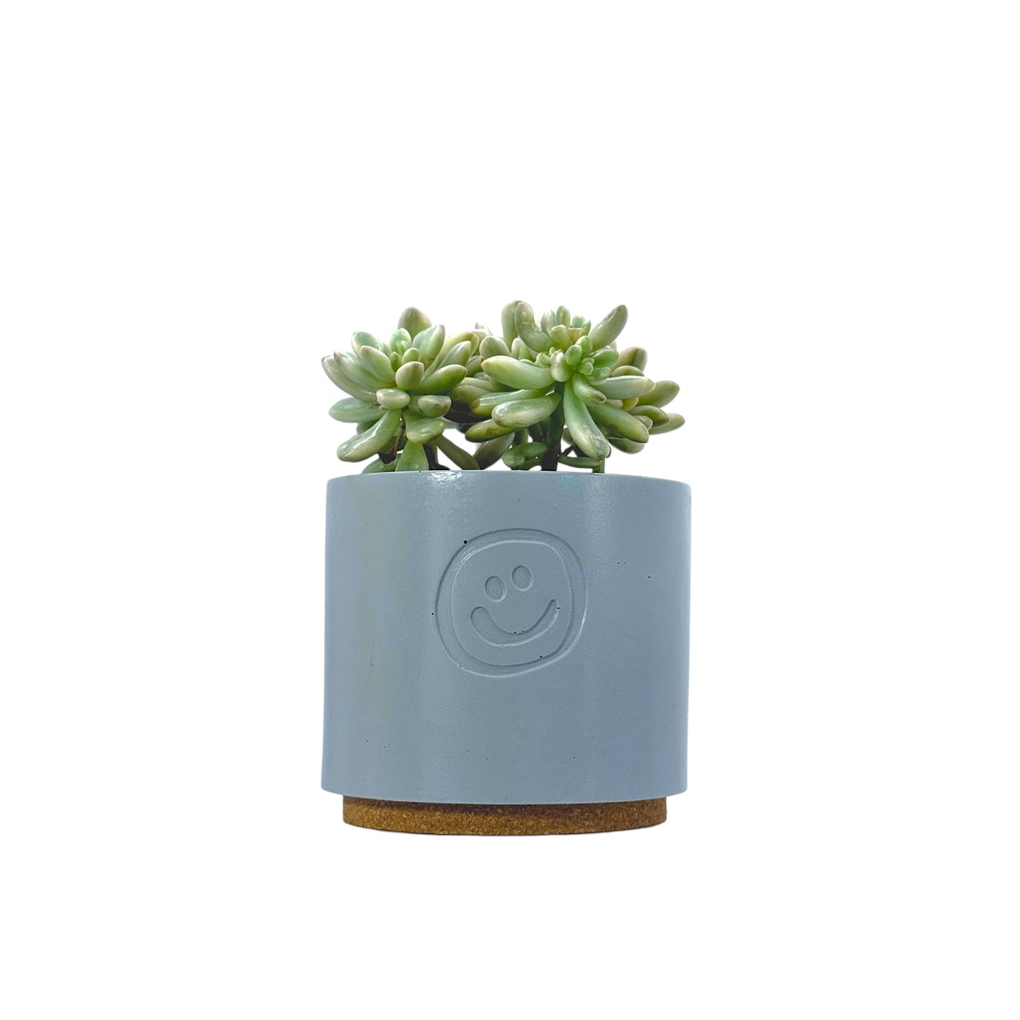 Sedum aurora