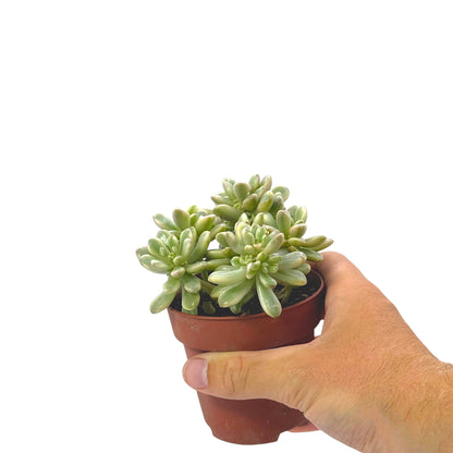 Sedum aurora