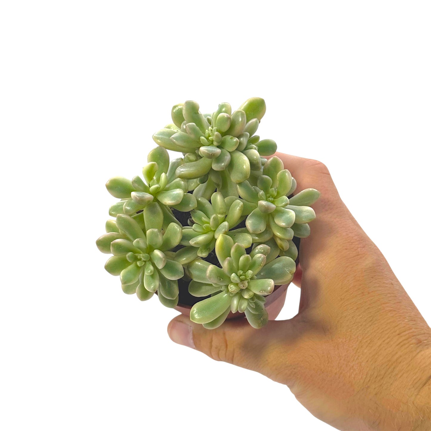 Sedum aurora