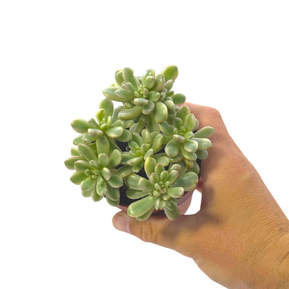 Sedum aurora