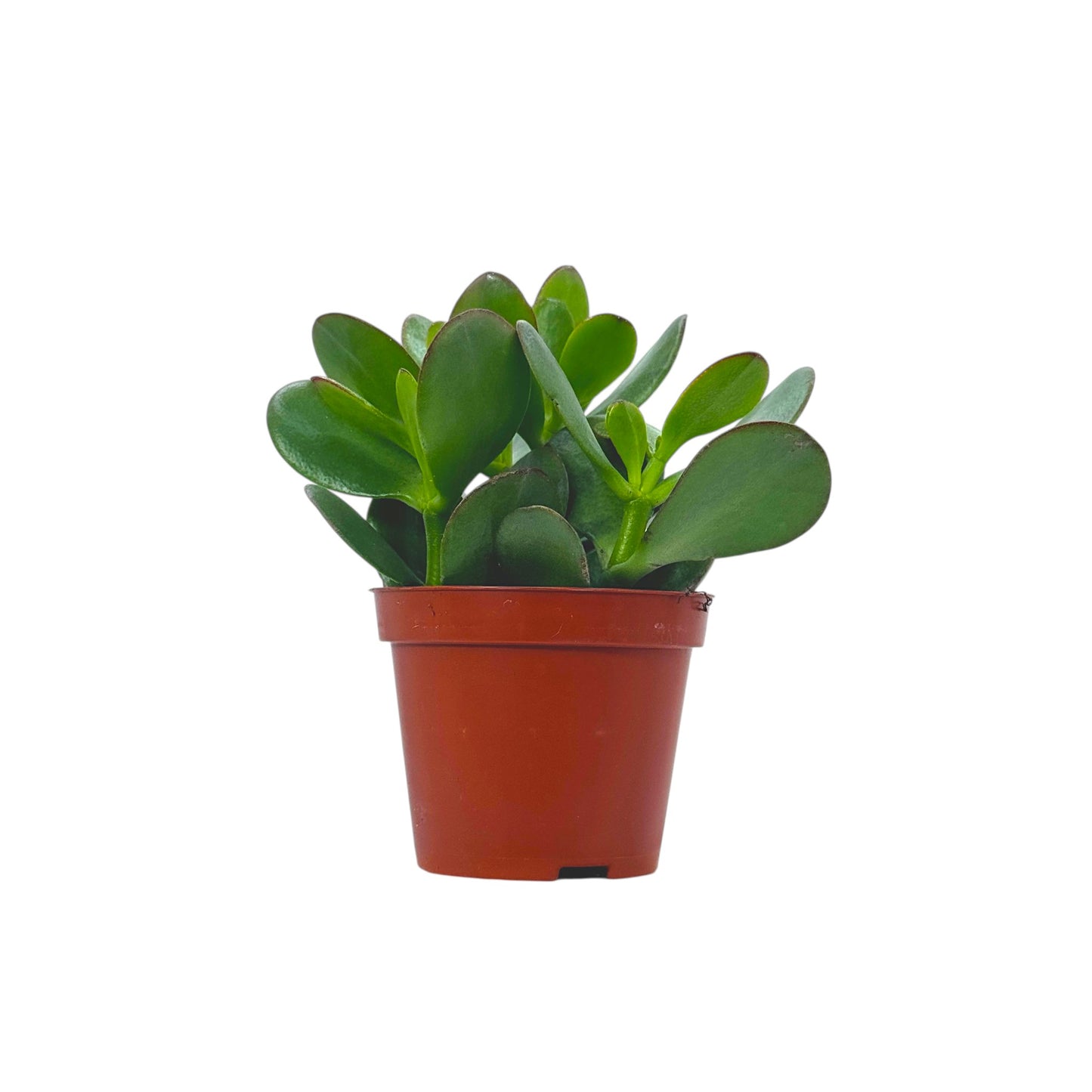 Crassula Money Tree