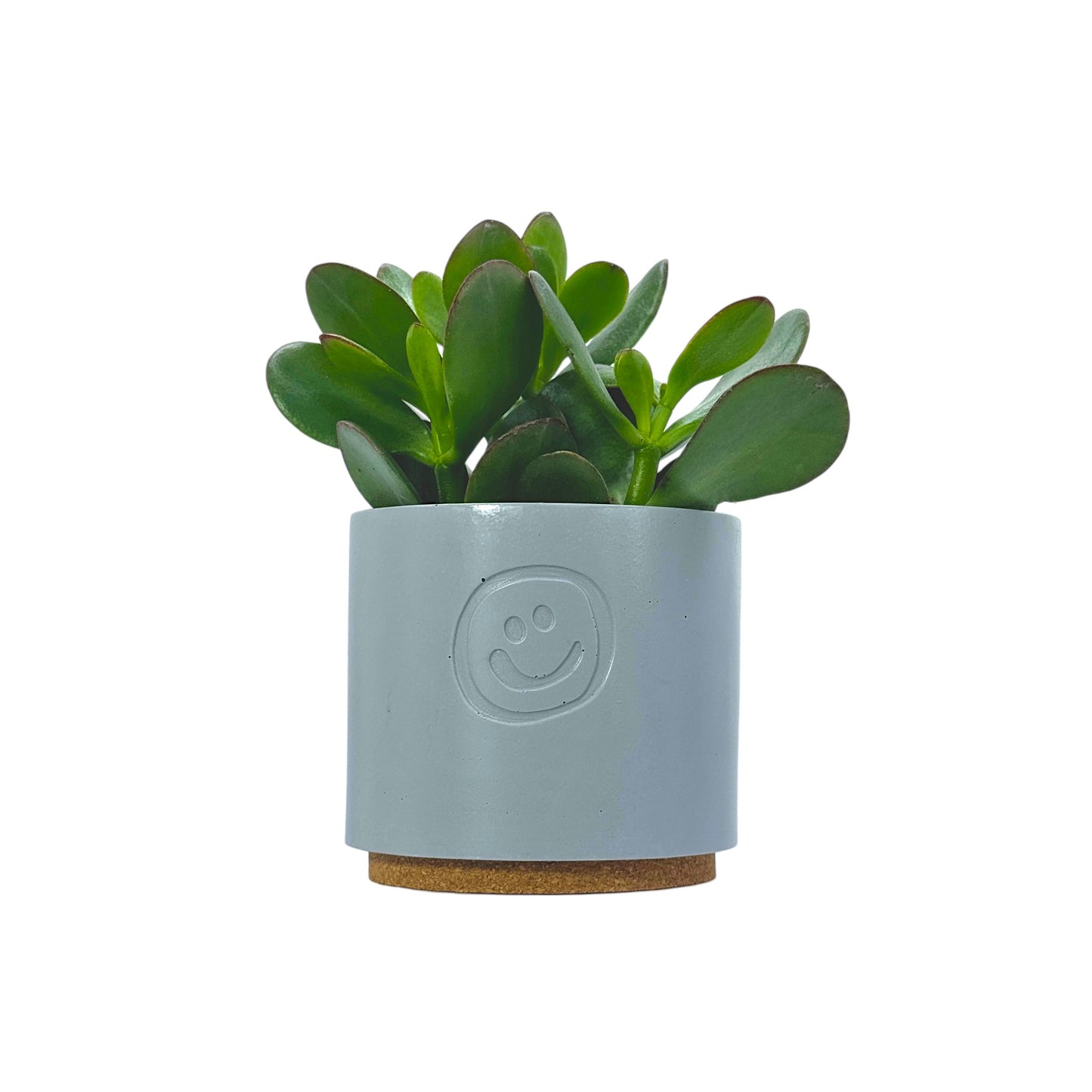 Crassula Money Tree