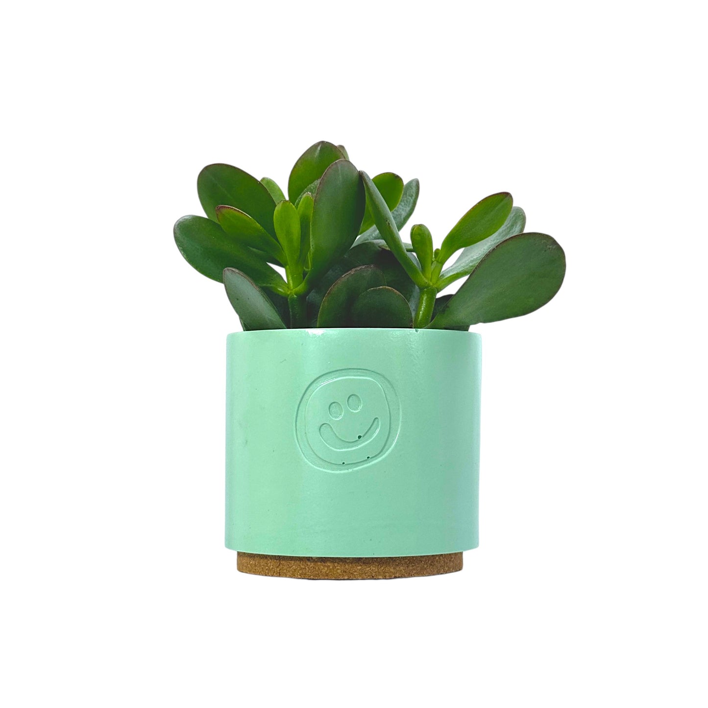 Crassula Money Tree