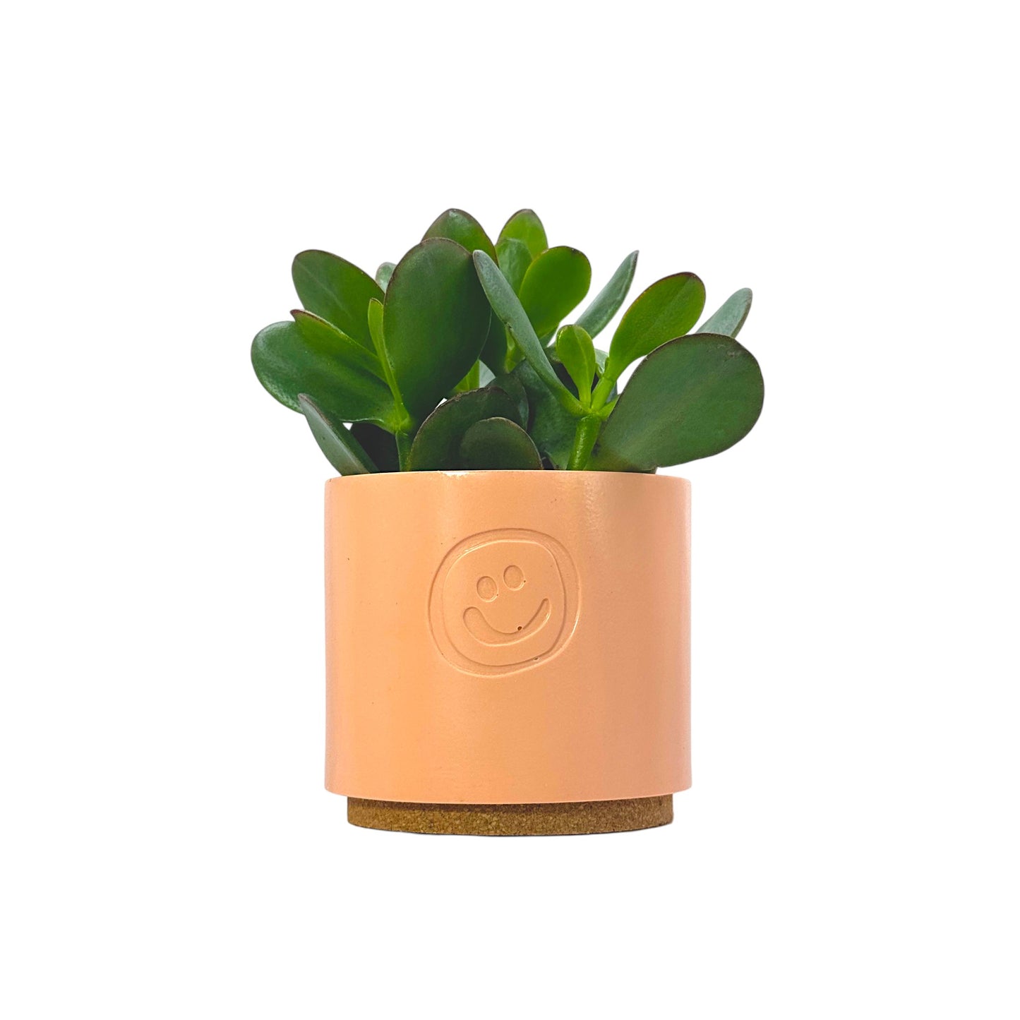 Crassula Money Tree