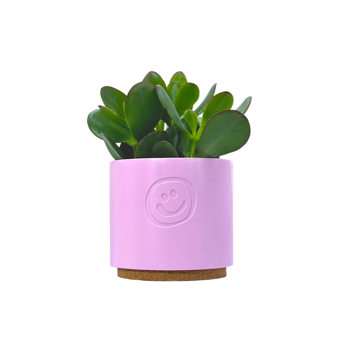 Crassula Money Tree