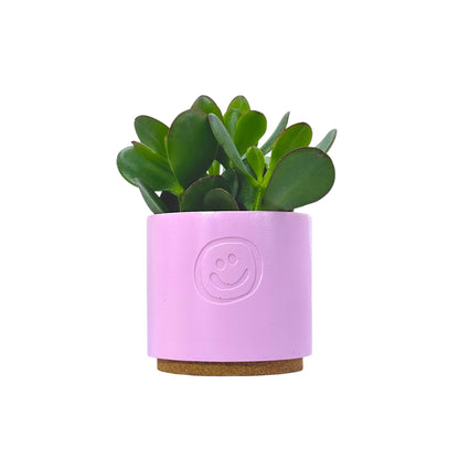 Crassula Money Tree