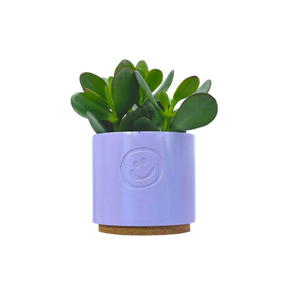 Crassula Money Tree