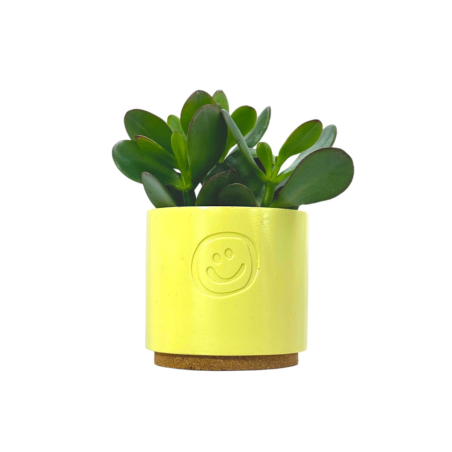 Crassula Money Tree