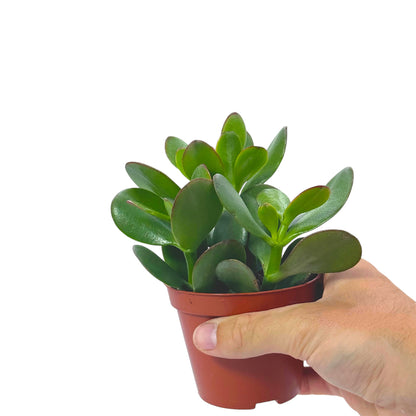 Crassula Money Tree