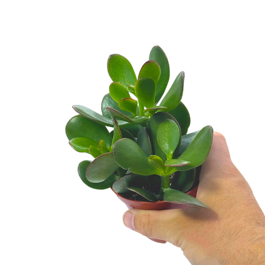 Crassula Money Tree