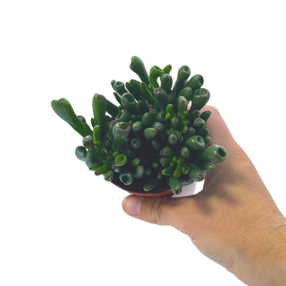 Shreks Ear