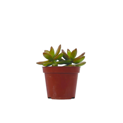 Sedum Adolphii