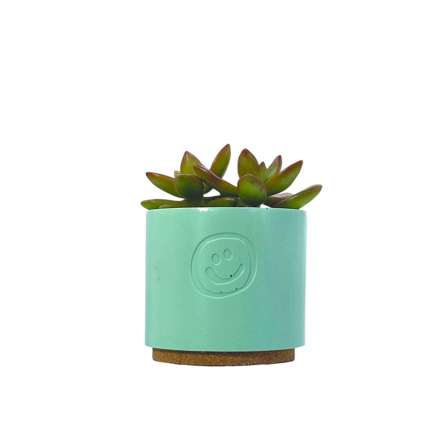 Sedum Adolphii