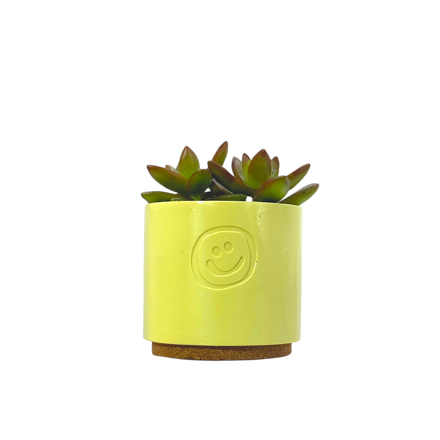 Sedum Adolphii