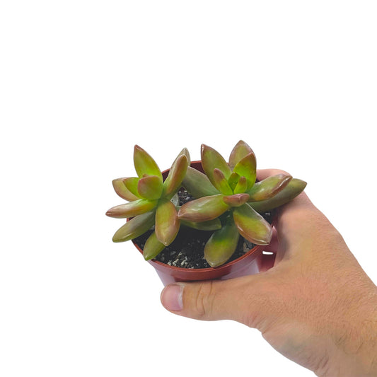 Sedum Adolphii