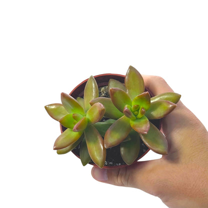 Sedum Adolphii