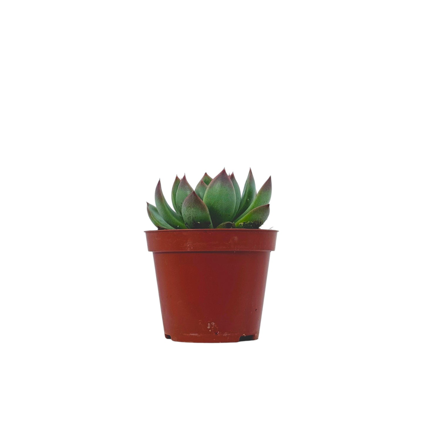 Echeveria Agavoides