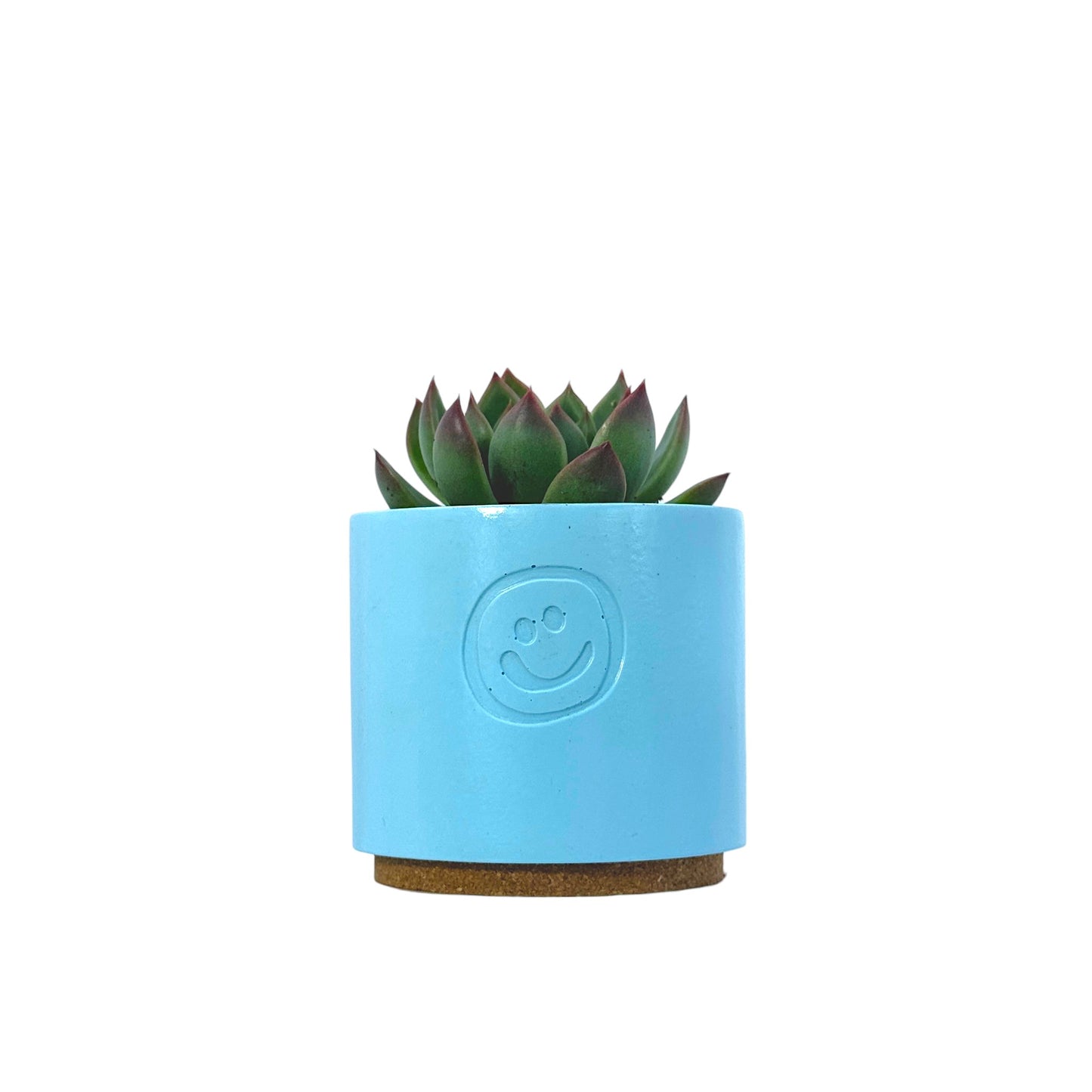 Echeveria Agavoides