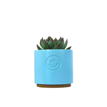 Echeveria Agavoides
