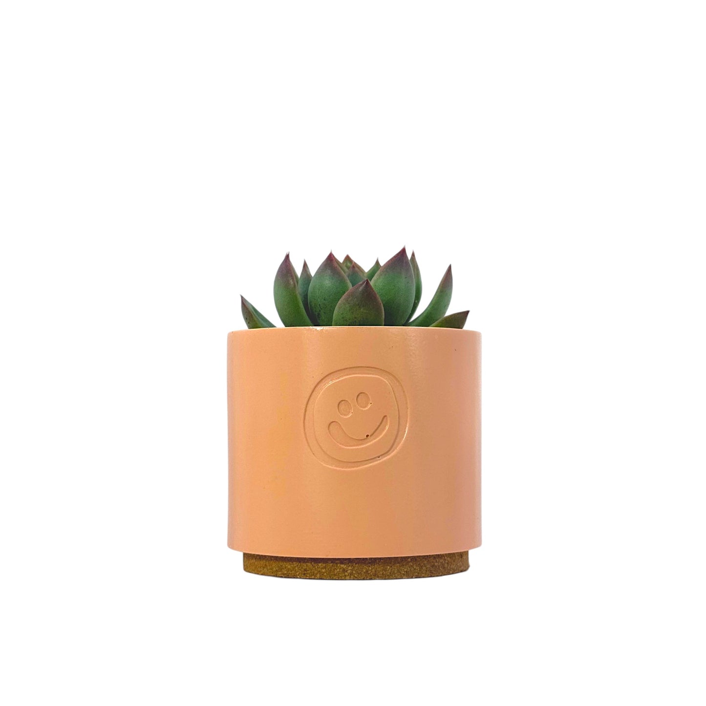 Echeveria Agavoides